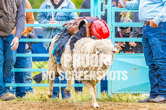 G91A8328